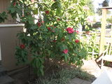 1386_2013_05_02_006.JPG