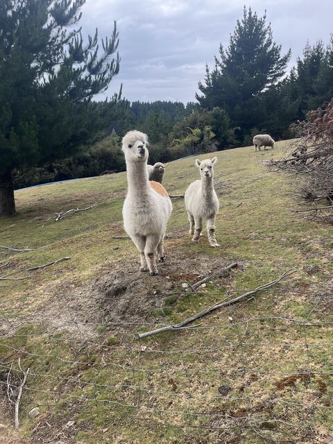 Wanaka_2024_12_25_015.jpeg