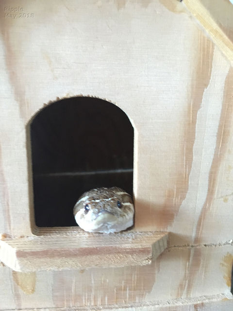 Juliette's pet snake, Ripple
