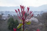 Filename=Kyoto_2016_03_28_019.jpg
Filesize=10136KiB
Dimensions=2047x1365
Date added=Nov 13, 2016 Kyoto_2016_03_28_019.jpg