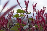Filename=Kyoto_2016_03_28_021.jpg
Filesize=11355KiB
Dimensions=2047x1365
Date added=Nov 13, 2016 Kyoto_2016_03_28_021.jpg