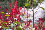 Filename=Kyoto_2016_03_28_023.jpg
Filesize=12383KiB
Dimensions=2047x1365
Date added=Nov 13, 2016 Kyoto_2016_03_28_023.jpg