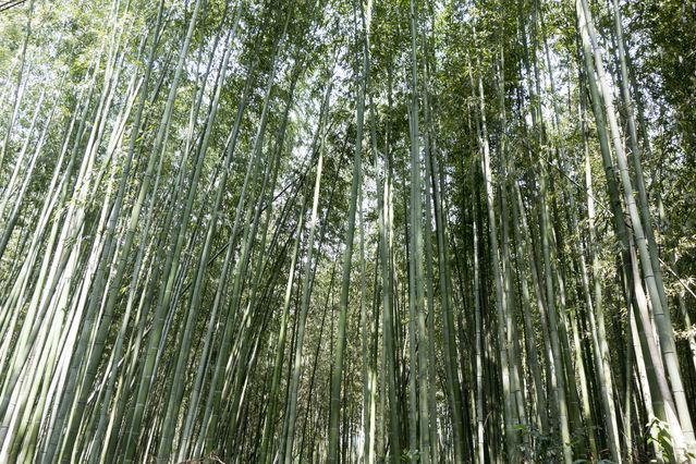 Arashiyama_2016_03_12_001.jpg