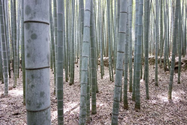 Arashiyama_2016_03_12_007.jpg