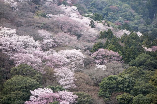 Arashiyama_2016_03_12_018.jpg