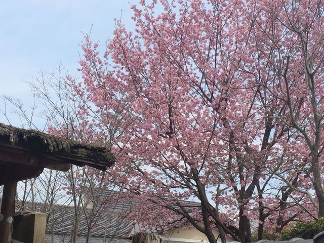 Arashiyama_2016_03_12_029.JPG