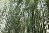 Filename=Arashiyama_2016_03_12_001.jpg
Filesize=17742KiB
Dimensions=2047x1365
Date added=Nov 13, 2016 Arashiyama_2016_03_12_001.jpg