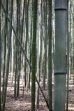 Arashiyama_2016_03_12_004.jpg