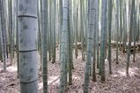Filename=Arashiyama_2016_03_12_007.jpg
Filesize=14437KiB
Dimensions=2047x1365
Date added=Nov 13, 2016 Arashiyama_2016_03_12_007.jpg