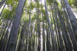 Filename=Arashiyama_2016_03_12_010.jpg
Filesize=15231KiB
Dimensions=2047x1365
Date added=Nov 13, 2016 Arashiyama_2016_03_12_010.jpg