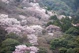 Filename=Arashiyama_2016_03_12_018.jpg
Filesize=15325KiB
Dimensions=2047x1365
Date added=Nov 13, 2016 Arashiyama_2016_03_12_018.jpg