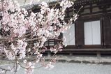Rengeoin_Sanjusangen_2016_03_12_008.jpg