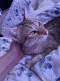 Pickle_2021_08_19_001.jpg