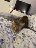 Pickle_2021_08_24_001.jpg