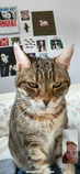 Pickle_2024_12_28_001.png