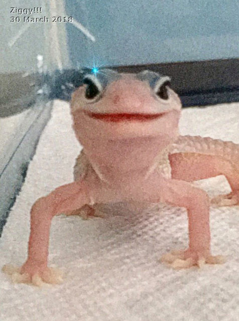 Ziggy Stardust smiles!
