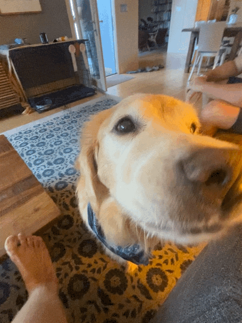 Ruby_2022_08_06_035.GIF