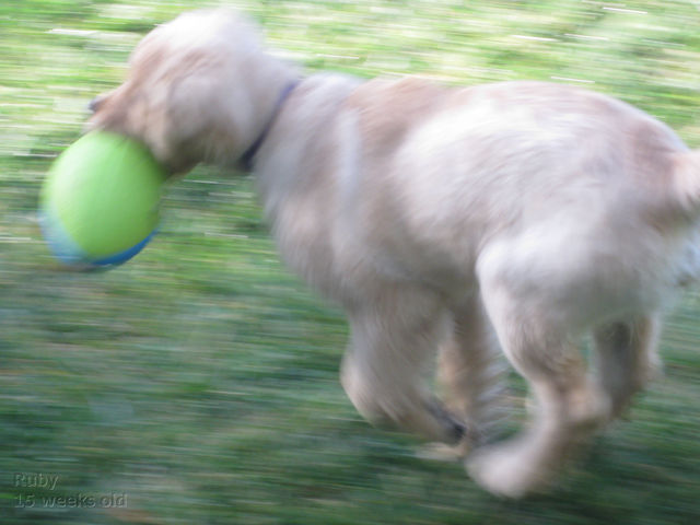Ruby_2013_04_25_003.jpg