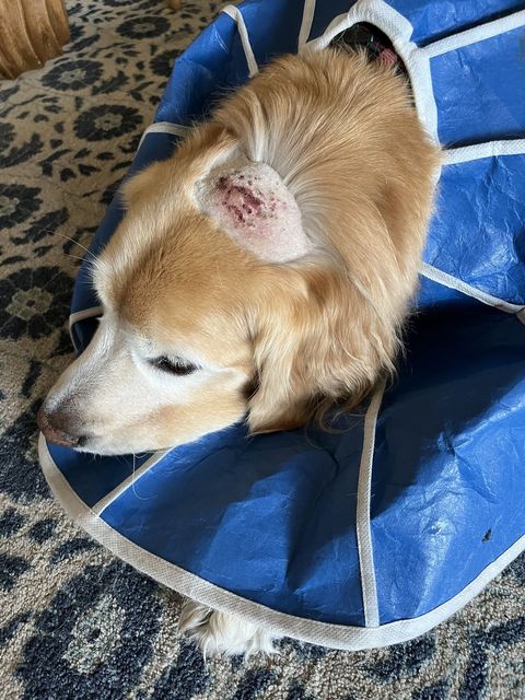 Oh no!  Ruby's brain!
(Not to worry -- just a hot spot!)
