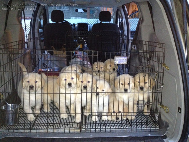 pupsincrate_2013_03_03.jpg
