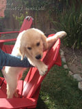 Ruby_2013_03_31_001.jpg