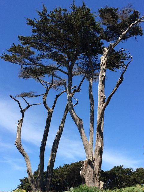 SF_2016_04_05_026.JPG