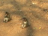Angkor_Wat_2016_03_12_117.JPG