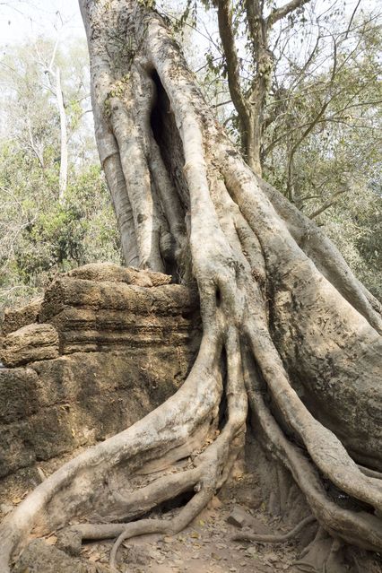 Ta_Prohm_2016_03_10_021.jpg