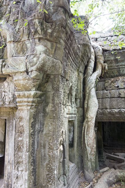 Ta_Prohm_2016_03_10_022.jpg