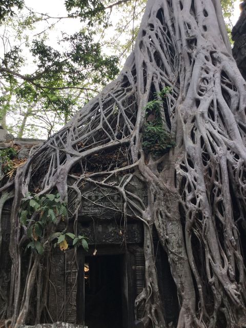 Ta_Prohm_2016_03_10_114.JPG