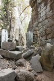 Ta_Prohm_2016_03_10_005.jpg