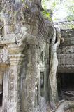 Ta_Prohm_2016_03_10_022.jpg