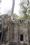 Ta_Prohm_2016_03_10_025.jpg
