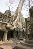 Ta_Prohm_2016_03_10_069.jpg