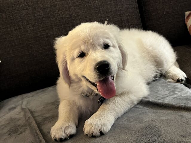 on her first day, Sydney claims the couch  [10 weeks old]
