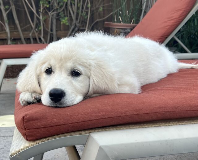[12 weeks old]
