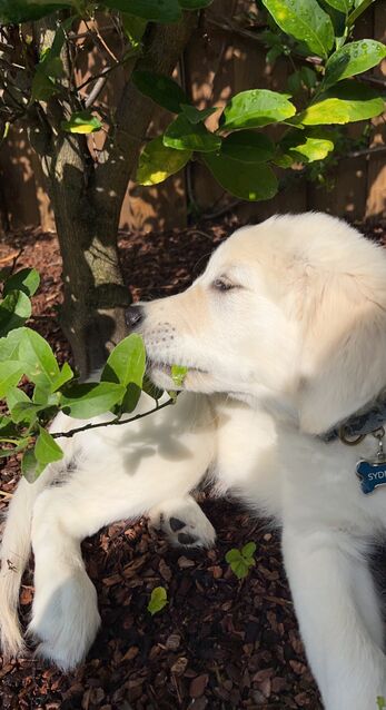 [15 weeks old]

