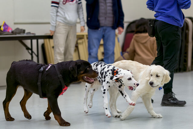 puppy school playtime [21 weeks old]
