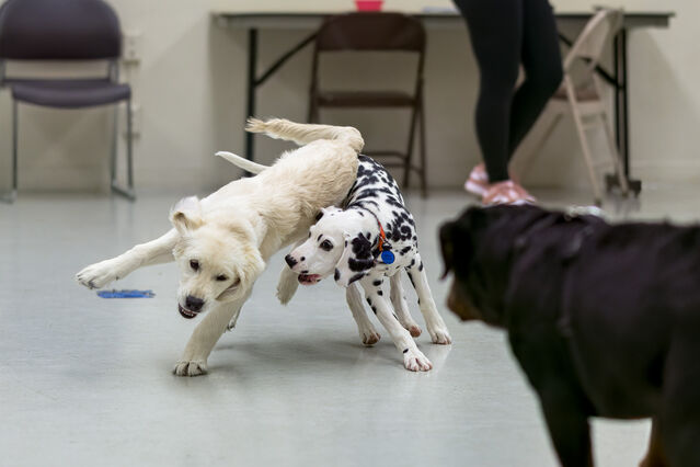 puppy school playtime [21 weeks old]
