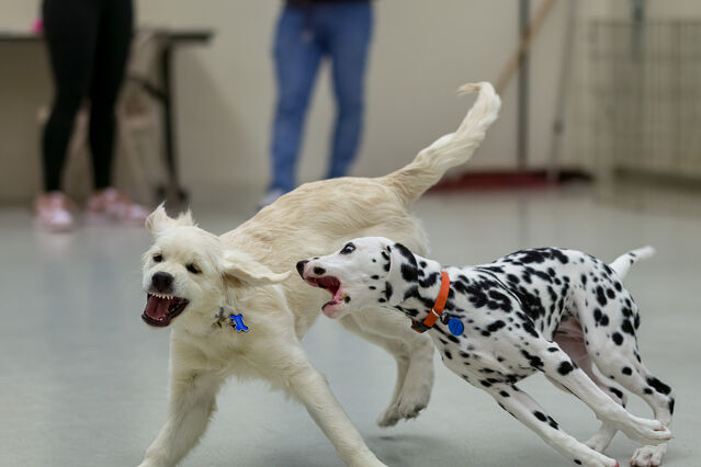 puppy school playtime [21 weeks old]
