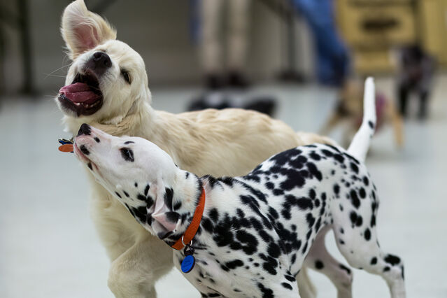 puppy school playtime [21 weeks old]
