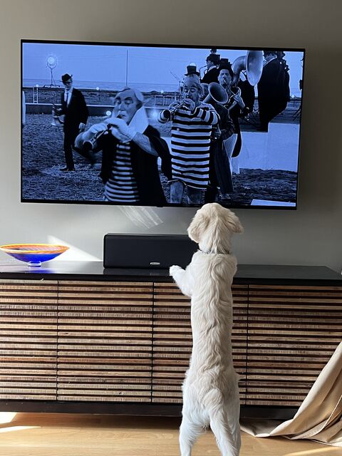 odd, the things that get Sydney's attention... [22 weeks old]
