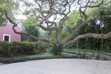 Filename=Hacienda_Petac_2017_12_30_017.jpg
Filesize=15550KiB
Dimensions=2047x1365
Date added=Mar 04, 2018 Hacienda_Petac_2017_12_30_017.jpg