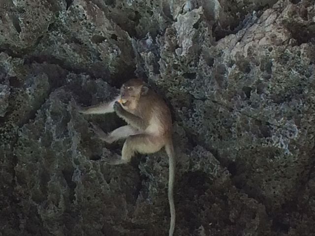 Phi Phi Islands
