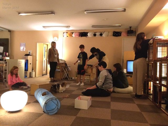 Tokyo cat cafe

