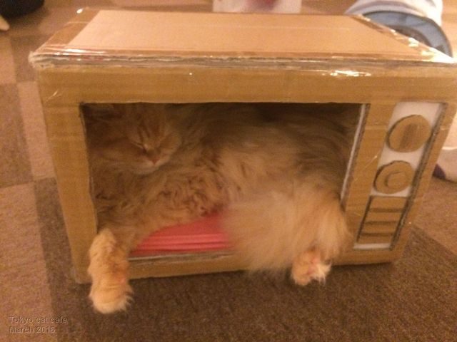 Tokyo cat cafe
