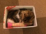 Tokyo_2016_03_25_114.jpg